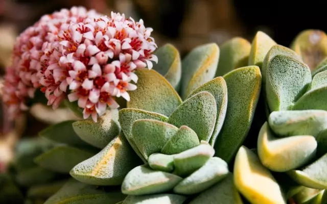 家庭養(yǎng)花：冬季多肉養(yǎng)護(hù)知識(shí)