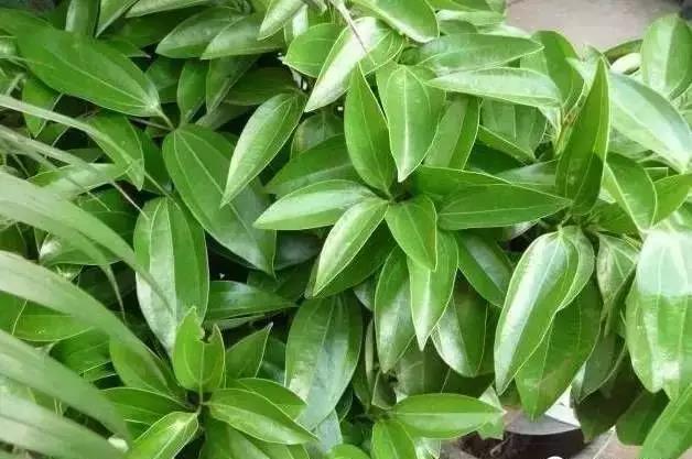 花卉焉了不要緊，這里有最全的補(bǔ)救措施