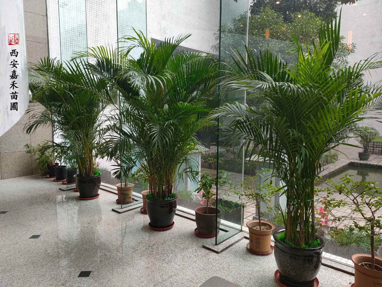 西安醫(yī)院綠植租擺方案