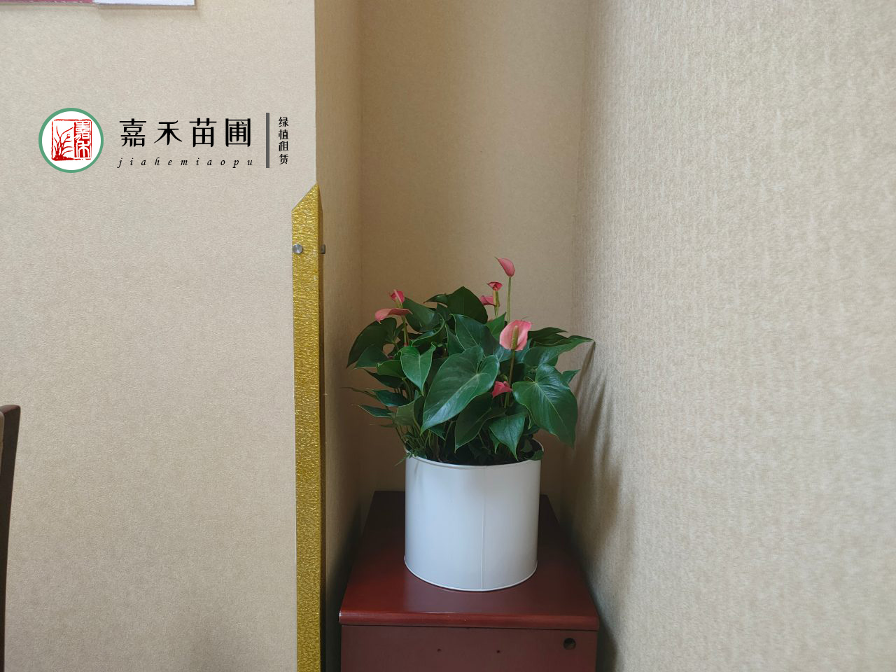 西安醫(yī)院花卉租賃哪家好？