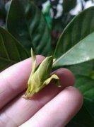 花苞掉了，趕緊這么做