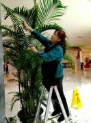 買植物和綠植租賃的區(qū)別和選擇