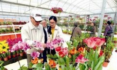 花卉種植大有可為 已成為農(nóng)村致富的新出路