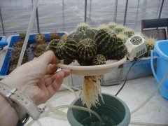 醫(yī)院的水培租擺綠植花卉有&ldquo;異味&rdquo;，加上幾粒