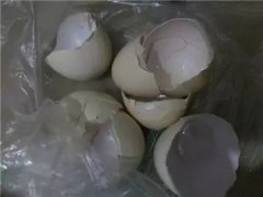 醫(yī)院綠植租擺中蛋殼加醋，綠蘿用了綠油油