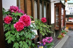 醫(yī)院租賃的花卉推薦七種植物高顏值花卉