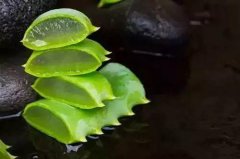 醫(yī)院綠植租賃的蘆薈功效