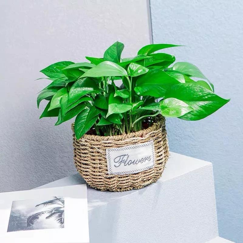 室內(nèi)綠植租擺養(yǎng)啥好?常見室內(nèi)綠植養(yǎng)護(hù)知識(shí)