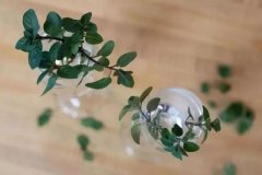 用小玻璃瓶水培生根的薄荷，養(yǎng)成窗臺的精致盆