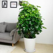 養(yǎng)花人必學的追肥知識，不學，后悔哦！