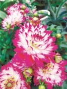 可與牡丹媲美的大麗花&ldquo;巨花&rdquo;系列