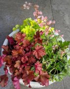 6種耐陰植物，葉子比花還好看，光線不好也能長