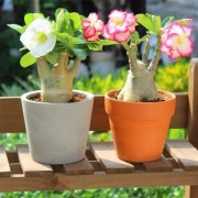 沙漠玫瑰過冬難？學會一個竅門 不怕凍 明年繼續(xù)