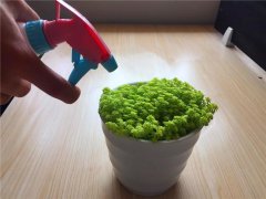 供暖開始后養(yǎng)花千萬要注意這幾點！