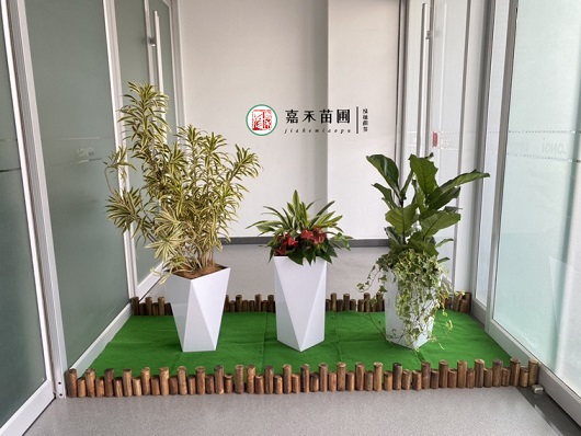 西安醫(yī)院綠植租賃服務(wù)公司|西安嘉禾苗圃 西安醫(yī)院綠植租賃服務(wù)公司|西安嘉禾苗圃