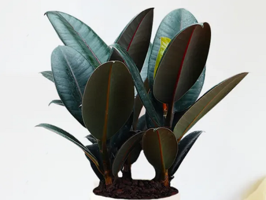 西安綠植租賃推薦|橡皮樹的養(yǎng)護方法