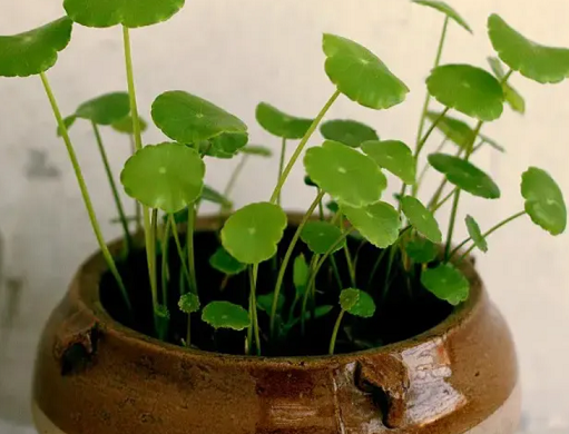 銅錢草葉片發(fā)黃|西安嘉禾苗圃