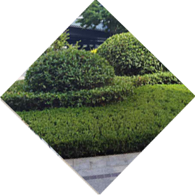 醫(yī)院綠化養(yǎng)護(hù)