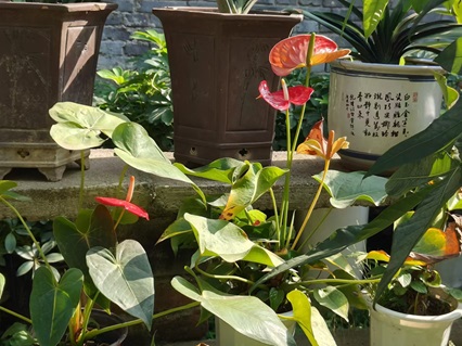 紅掌的養(yǎng)殖方法及注意事項：陜西嘉潤園林