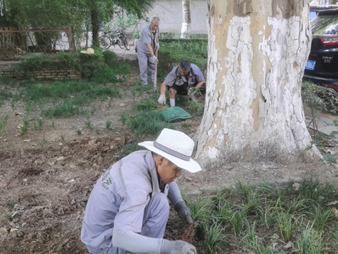 麥冬秋季養(yǎng)護措施：陜西嘉潤園林