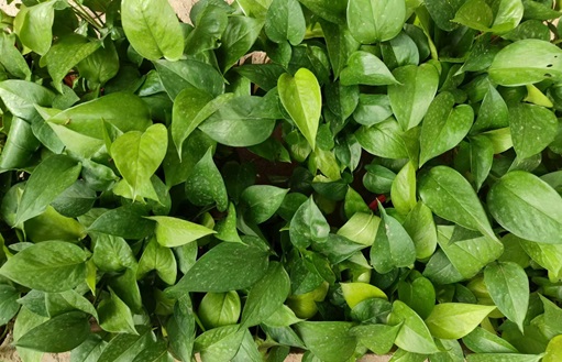 綠蘿的養(yǎng)殖方法和注意事項：陜西嘉潤園林