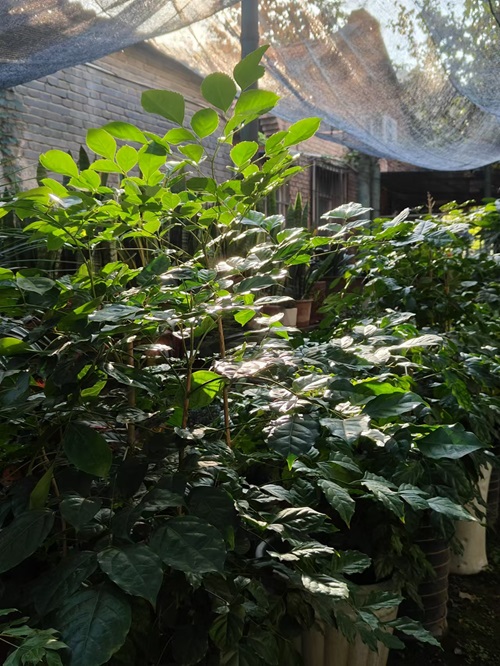 幸福樹怎么養(yǎng)？幸福樹的養(yǎng)殖方法和注意事項(xiàng)