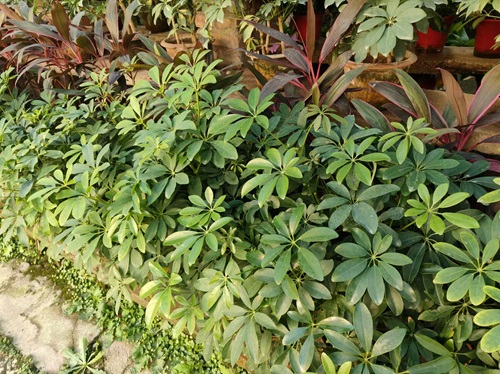 鴨腳木的養(yǎng)殖方法和注意事項(xiàng)