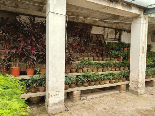 冬季花卉的養(yǎng)護(hù)與管理