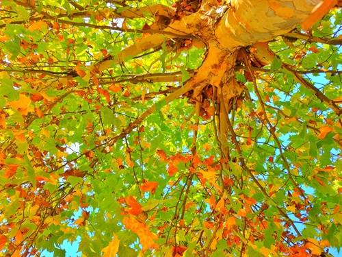 陜西嘉潤(rùn)園林