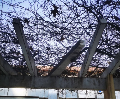 陜西嘉潤(rùn)園林 陜西嘉潤(rùn)園林