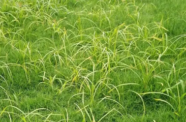 草坪除雜草該怎么做